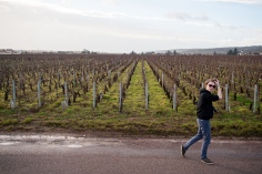 De wijnranken in de Franse wijnstreek (Foto: Briek Verdoodt)