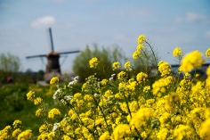 Kinderdijk-molens-gele-bloemen