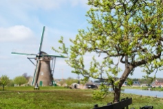 Kinderdijk-molens-landschap-fruitboom